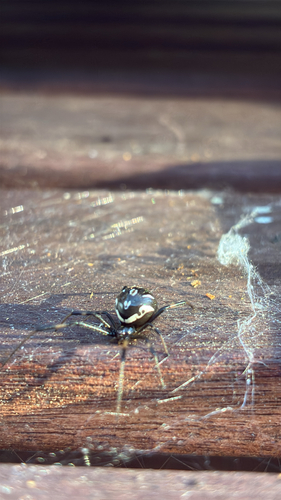 Western Black Widow