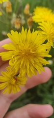 Crepis biennis