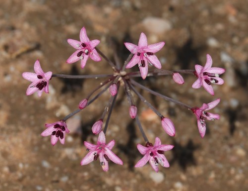 Image of Hessea stellaris by (c) Brian du Preez, some rights reserved (CC BY-SA)