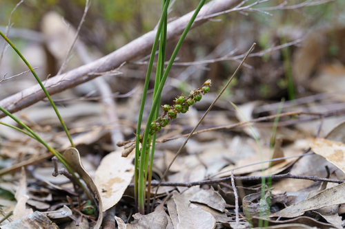 Lomandra micrantha, photograph 2