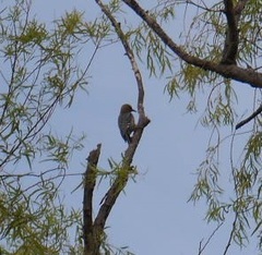 Melanerpes uropygialis