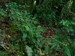 Heraclides machaonides