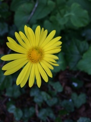 Doronicum