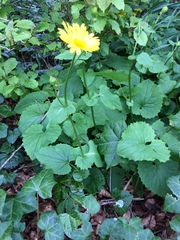 Doronicum