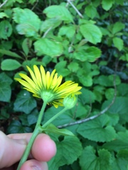 Doronicum