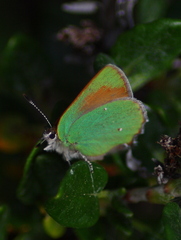 Callophrys dumetorum