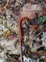 Scolopendra alternans