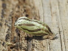 Maniola jurtina