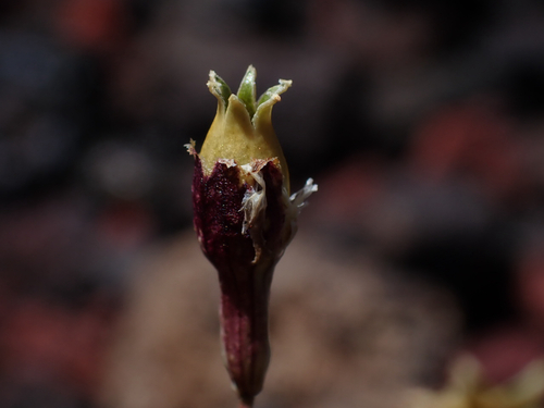 Silene, 2026-08-21