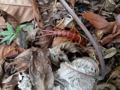Scolopendra alternans