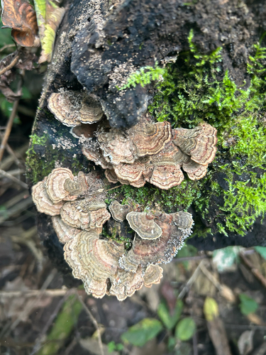 turkey-tail