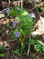 Viola kusanoana