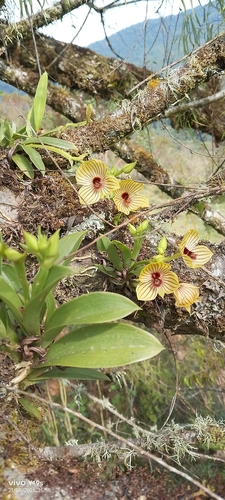Telipogon pulcher