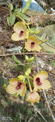 Telipogon pulcher, photograph 3