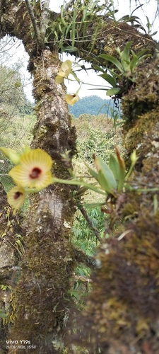 Telipogon pulcher, photograph 4