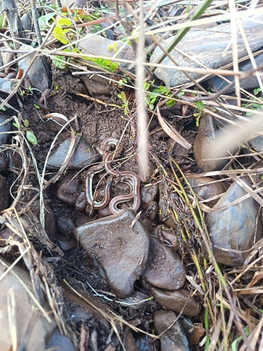 Dumeril's Diadem Snake