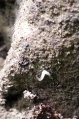 Microplana humicola