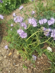 Phacelia tanacetifolia
