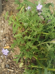 Phacelia tanacetifolia