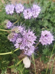 Phacelia tanacetifolia