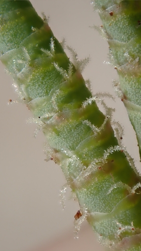 Arthroceras subterminale, photograph 2