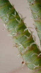 Arthroceras subterminale, photograph author not stated, no rights reserved