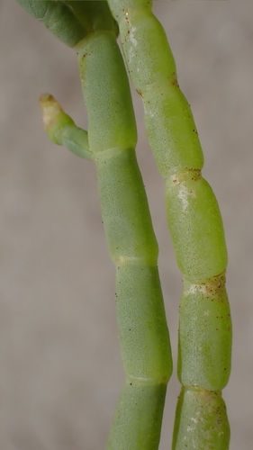 Arthroceras subterminale, photograph 5