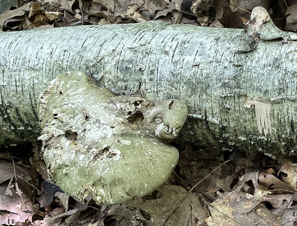 birch polypore · August 2026 · photo: Photo: (c) Henry Van T. Cotter, some rights reserved (CC BY) · iNaturalist