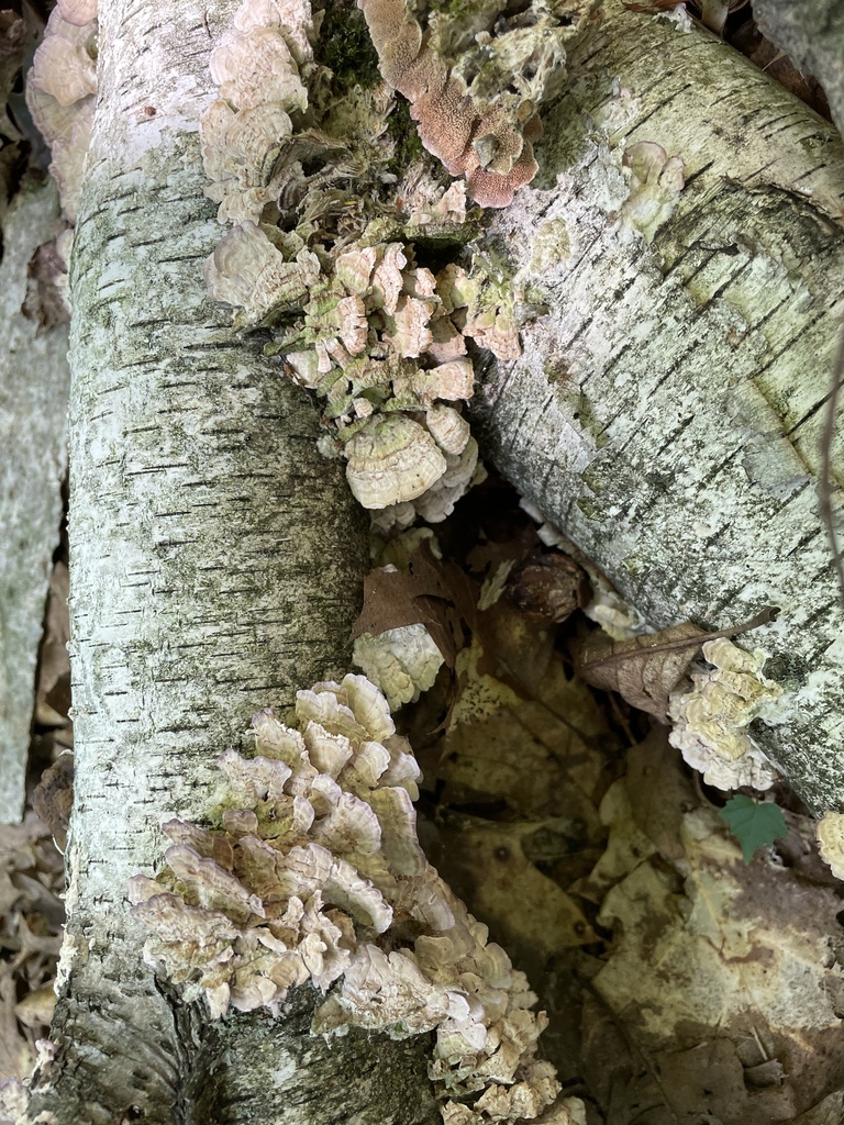 violet-toothed polypore · August 2026 · photo: Photo: (c) Henry Van T. Cotter, some rights reserved (CC BY) · iNaturalist