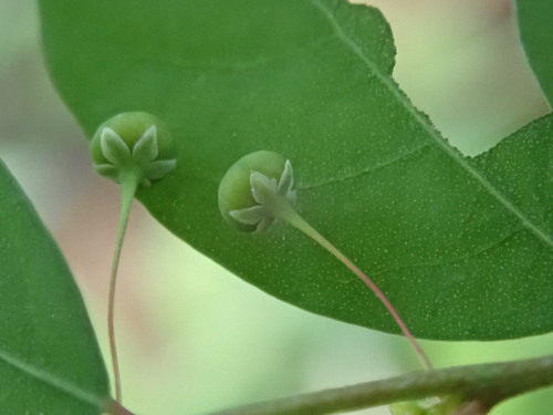 Phyllanthus tenellus