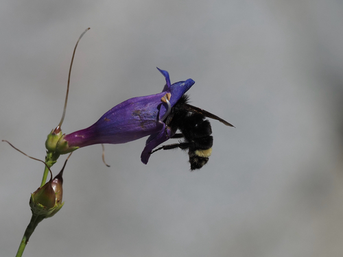 iNaturalist observation photo of Bumble Bees