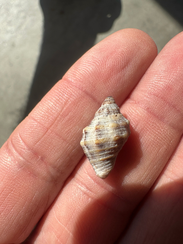 Stramonita rustica observed 2026-08-18