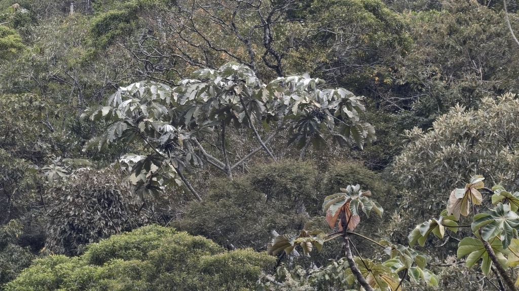 Cecropia hololeuca; photograph (c) fmunoz, some rights reserved (CC BY)