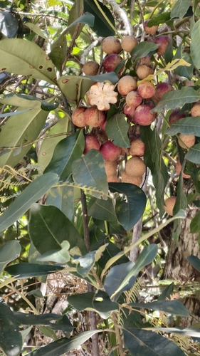 Cabralea canjerana, photograph 5