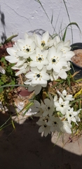 Ornithogalum arabicum