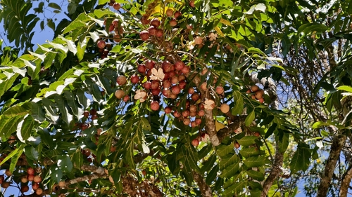Cabralea canjerana, photograph 6