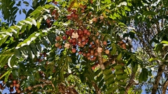 Cabralea canjerana, photograph (c) fmunoz, some rights reserved (CC BY)