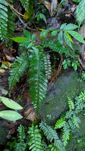 Bolbitis appendiculata observed 2026-08-22