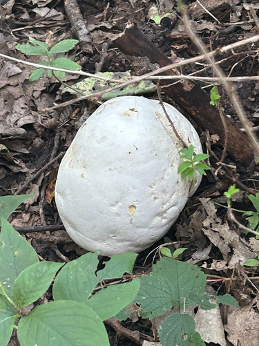 giant puffball