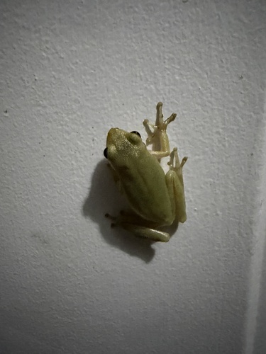 Squirrel Tree Frog