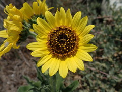 Helianthus debilis cucumerifolius