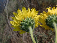Helianthus debilis cucumerifolius