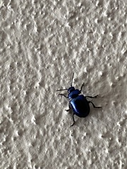 Chrysolina coerulans