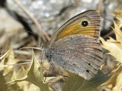 Hyponephele lycaon
