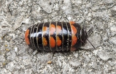 Glomeris pulchra