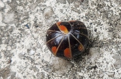 Glomeris pulchra