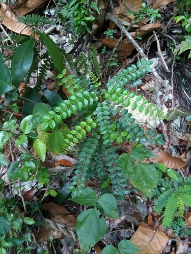 Zanthoxylum pimpinelloides