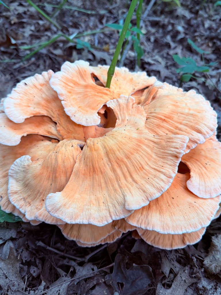 White-pored Chicken of the Woods · August 2026 · photo: Photo: (c) Erica Tava Johnson, some rights reserved (CC BY) · iNaturalist