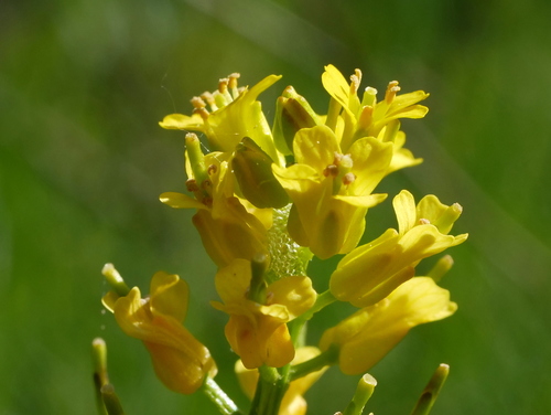 Image of Barbarea intermedia by (c) Wolfgang Jauch, some rights reserved (CC BY)