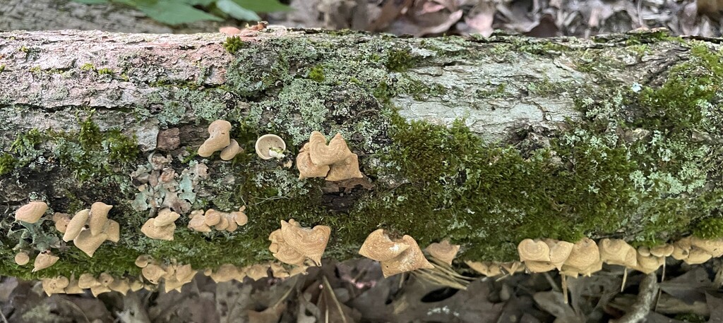 Luminescent Panellus · August 2026 · photo: Photo: (c) Henry Van T. Cotter, some rights reserved (CC BY) · iNaturalist